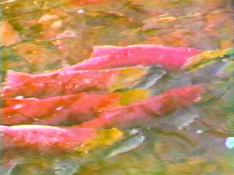 1382_Spawning Salmon-2.jpg